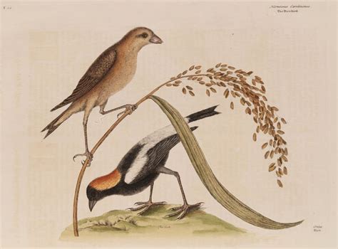  The Helpful Rice Bird! - A Magical Tale of Nature's Bounty and Compassion From 9th Century Philippines